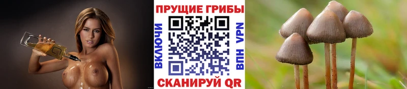 Псилоцибиновые грибы Cubensis Называевск